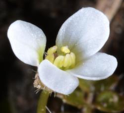 Cardamine heleniae. Side view of flower; sepals with patent hairs.
 Image: P.B. Heenan © Landcare Research 2019 CC BY 3.0 NZ